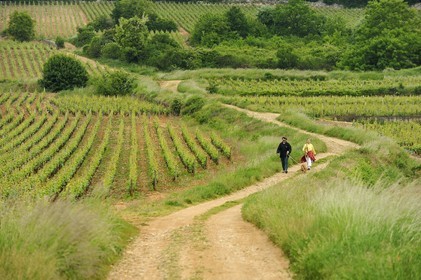 France, Côte d'Or (21), vignoble de Couchey