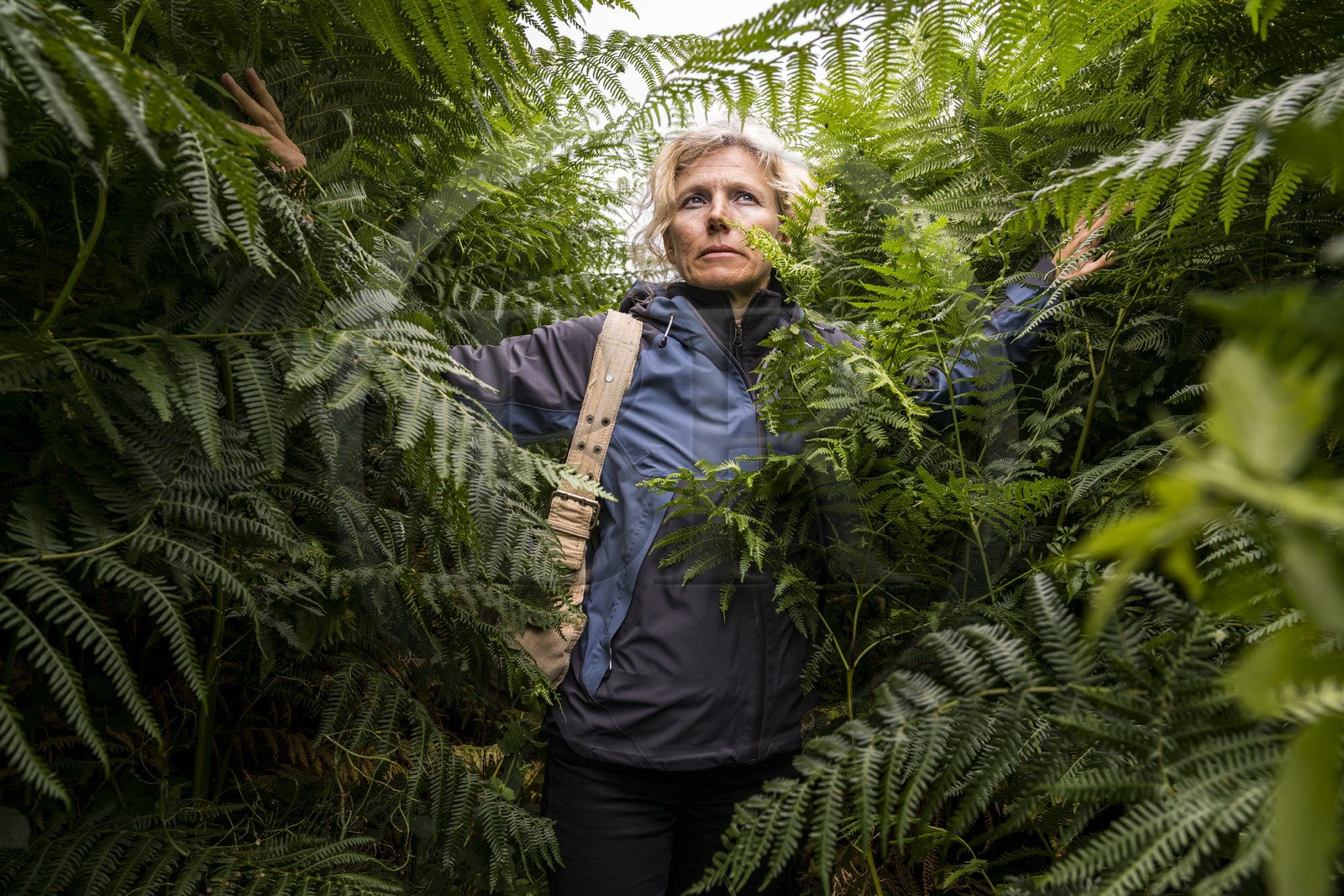 France, Finistère (29), Plougasnou, Primel-Trégastel, la Pointe de Primel à l'extrémité de la Baie de Morlaix, fougères géantes sur le GR 34