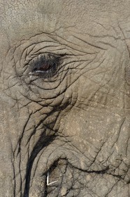 Zimbabwe, province des Midlands, Gweru, Antelope Park, éléphant d'Afrique (Loxodonta africana)