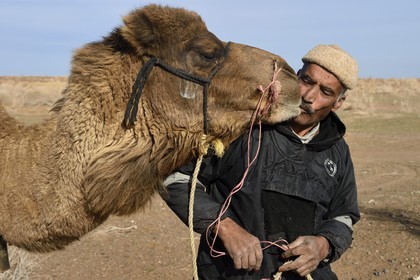 Iran, Province d'Ispahan, désert du Dasht-e Kavir, Mesr dans la région de Khur et Biabanak, le chamelier Ali Saraban faisant la bise à  un de ses dromadaires dans le désert