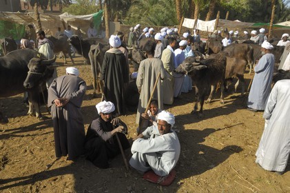 Egypte, Haute Egypte, Daraw au nord d'Assouan, marché aux animaux, vente de buffles
