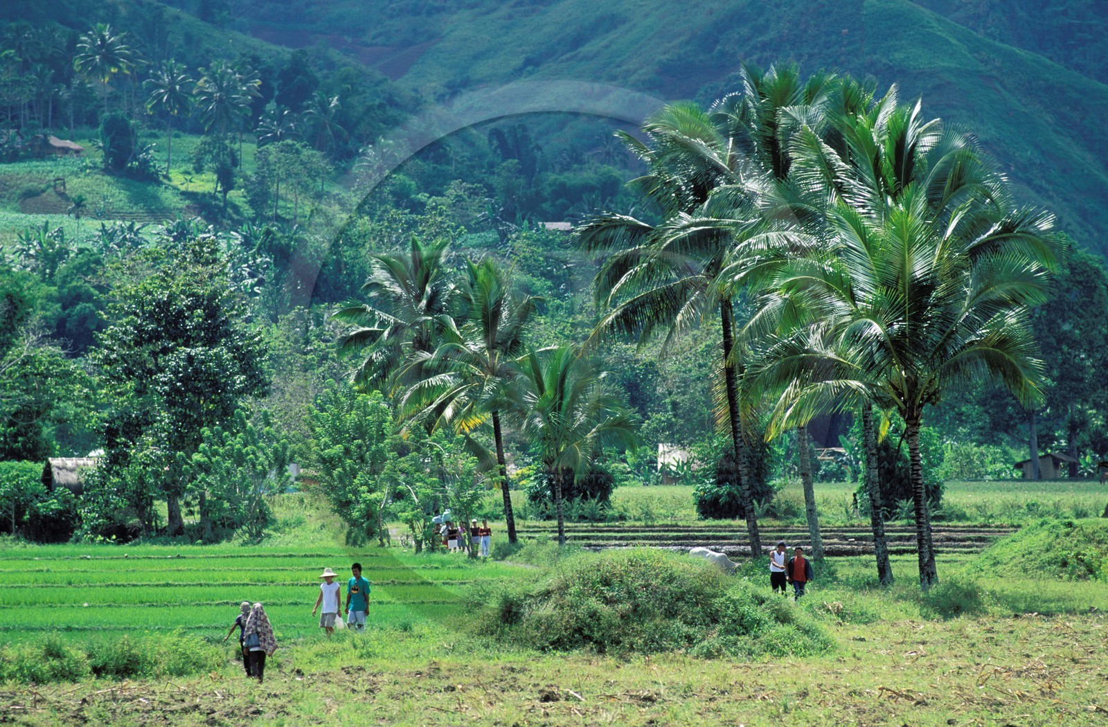 Philippines, île de Mindanao, Région du Lac Sebu Retour des champs