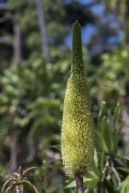 Italie, Ligurie, Province d'Imperia, Vintimille, Jardin botanique Hanbury, fleur d'agave à cou de cygne (Agave attenuata)