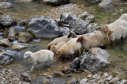 Azerbaijan, Quba (Guba) region, Greater Caucasus mountain range, hiking between the village of Qalaxudat and Giriz, sheep crossing a river
