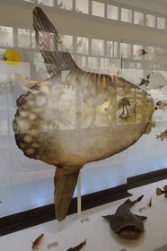 France, Loire-Atlantique (44), Nantes, muséum d'histoire naturelle