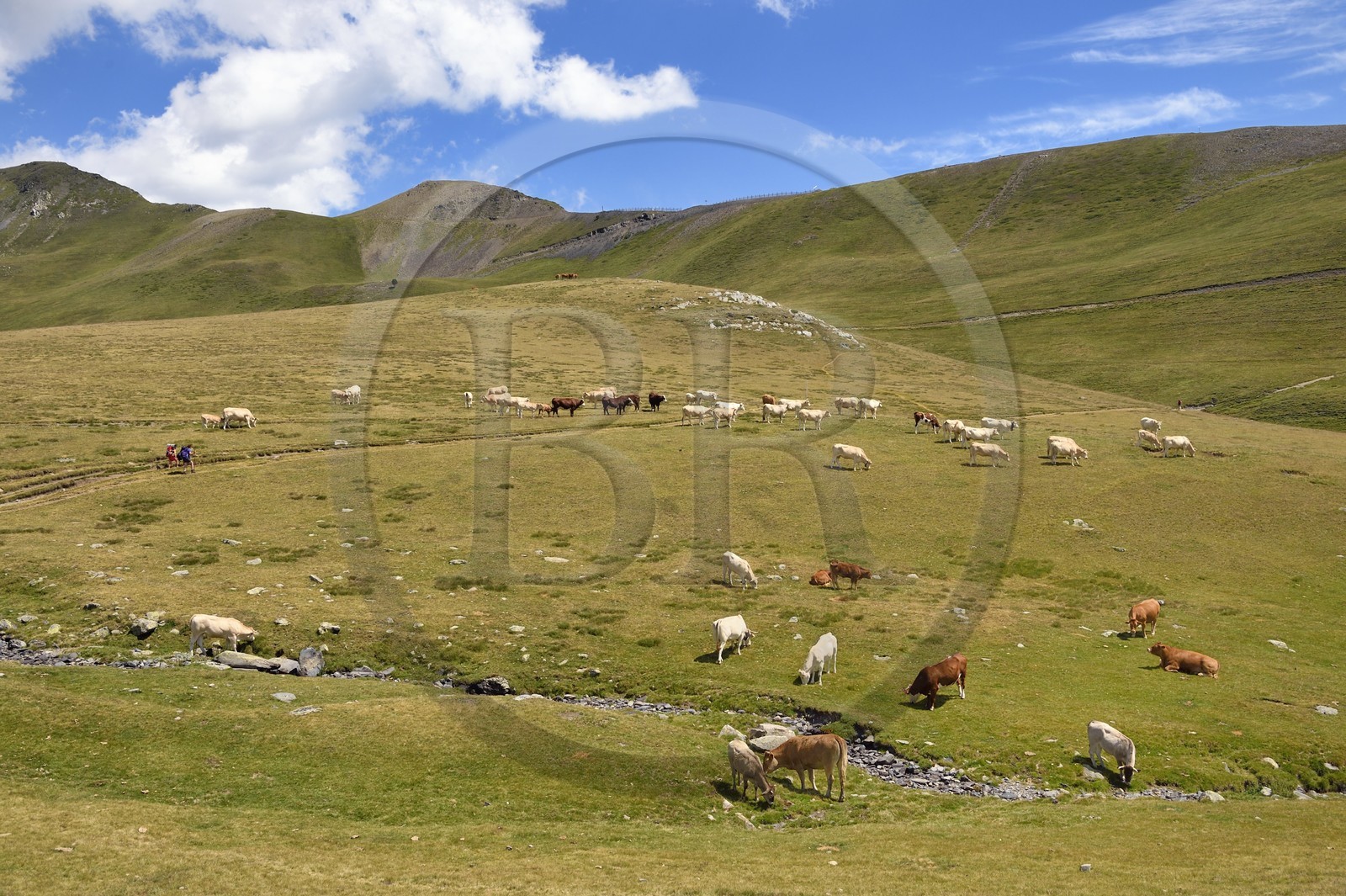 France, Hautes-Pyrénées (65), Saint-Lary-Soulan et Vielle-Aure, randonnée sur une variante du GR10 entre le col de Portet et les lacs de Bastan en bordure de la réserve naturelle de Néouvielle, troupeau de vaches en estive  vers le col
