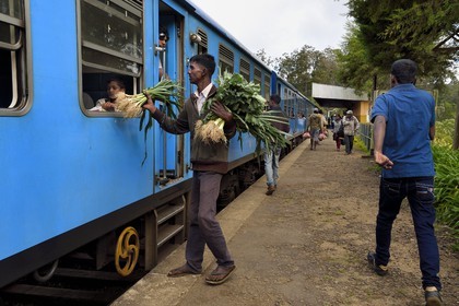 Sri Lanka, Province d'Uva, trajet en train dans la région montagneuse de la culture du thé entre Hatton et Ella, vendeurs ambulants de légumes à la gare de Ambewela