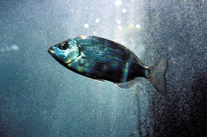 France, Finistere, Brest city, Oceanopolis, Sea Museum