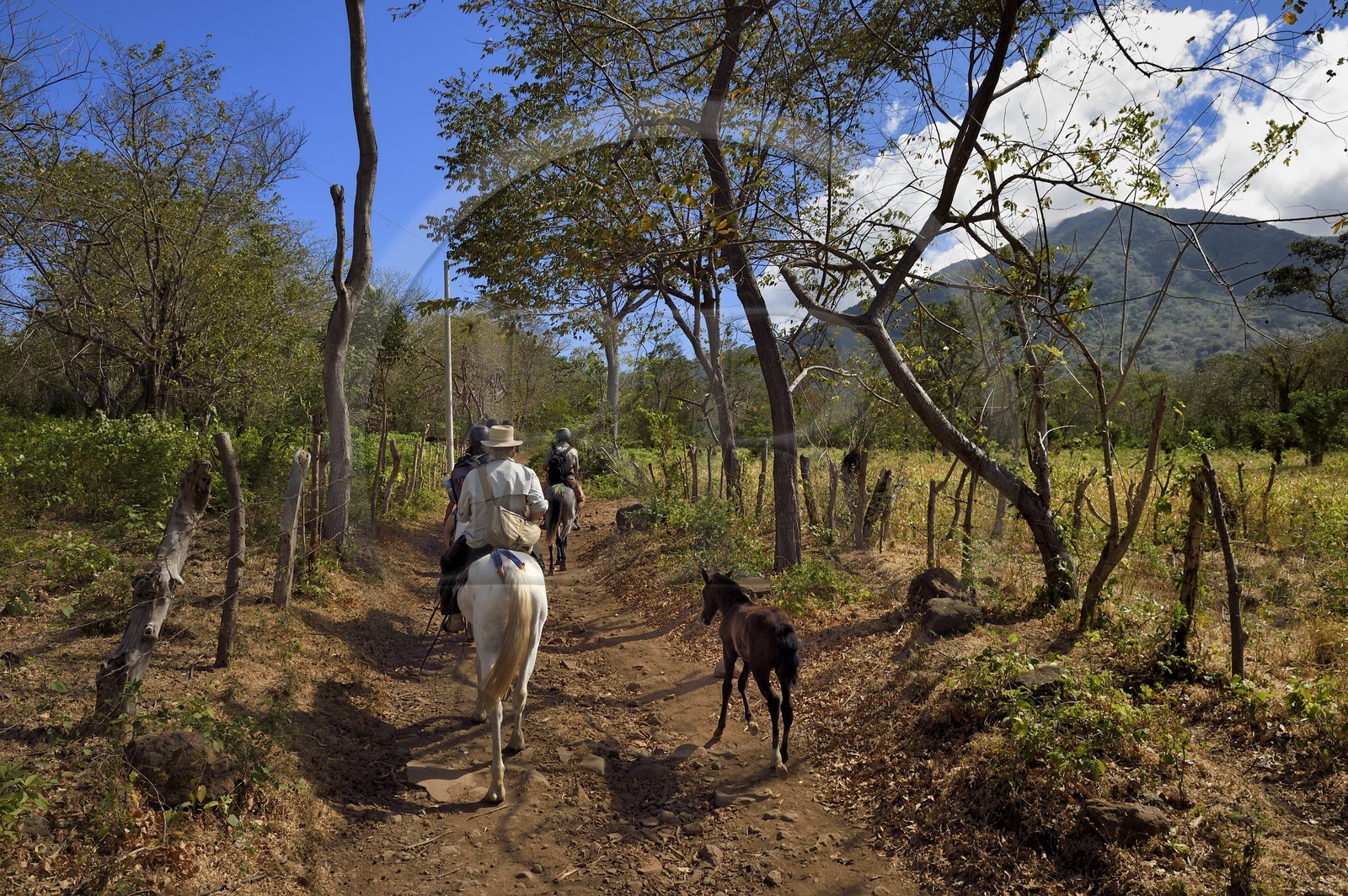 Nicaragua, Ile d'Ometepe sur le lac Nicaragua, cavaliers en randonnée sur les pentes du volcan Maderas