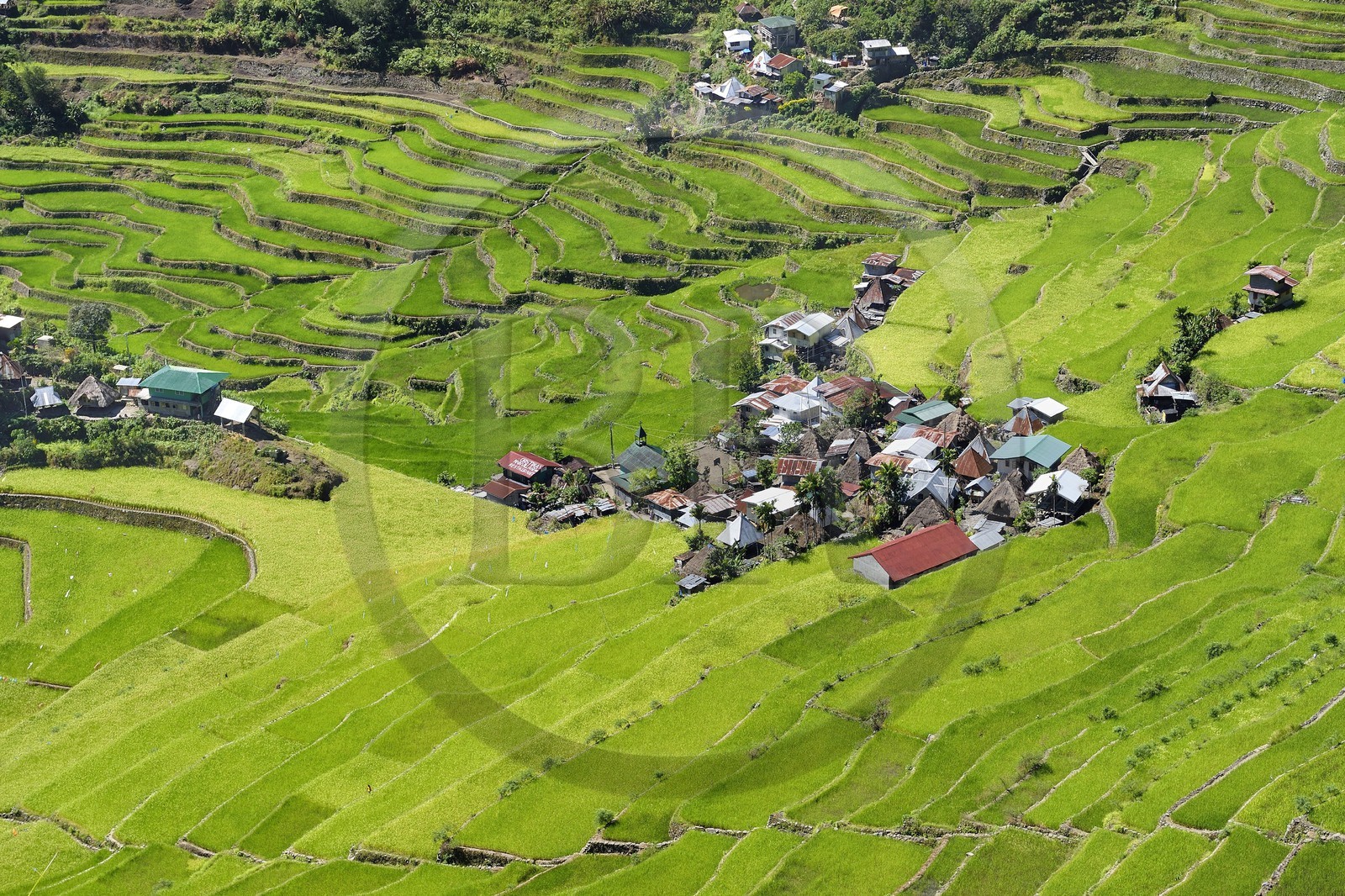 Philippines, province d'Ifugao, les rizières en terrasses de Banaue autour du village de Batad, classées Patrimoine Mondial de l'UNESCO