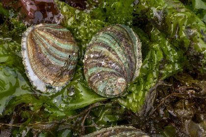 France, Finistère (29), Pays des Abers, estuaire de l'Aber Wrac'h, ormeau (haliotis tuberculata) issu d'un élevage en pleine mer nourri aux algues par France Haliotis