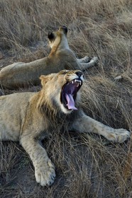 Zimbabwe, Midlands Province, Gweru, Antelope Park home to ALERT (African Lion and Environmental Research Trust), young lion and lioness (panthera leo)