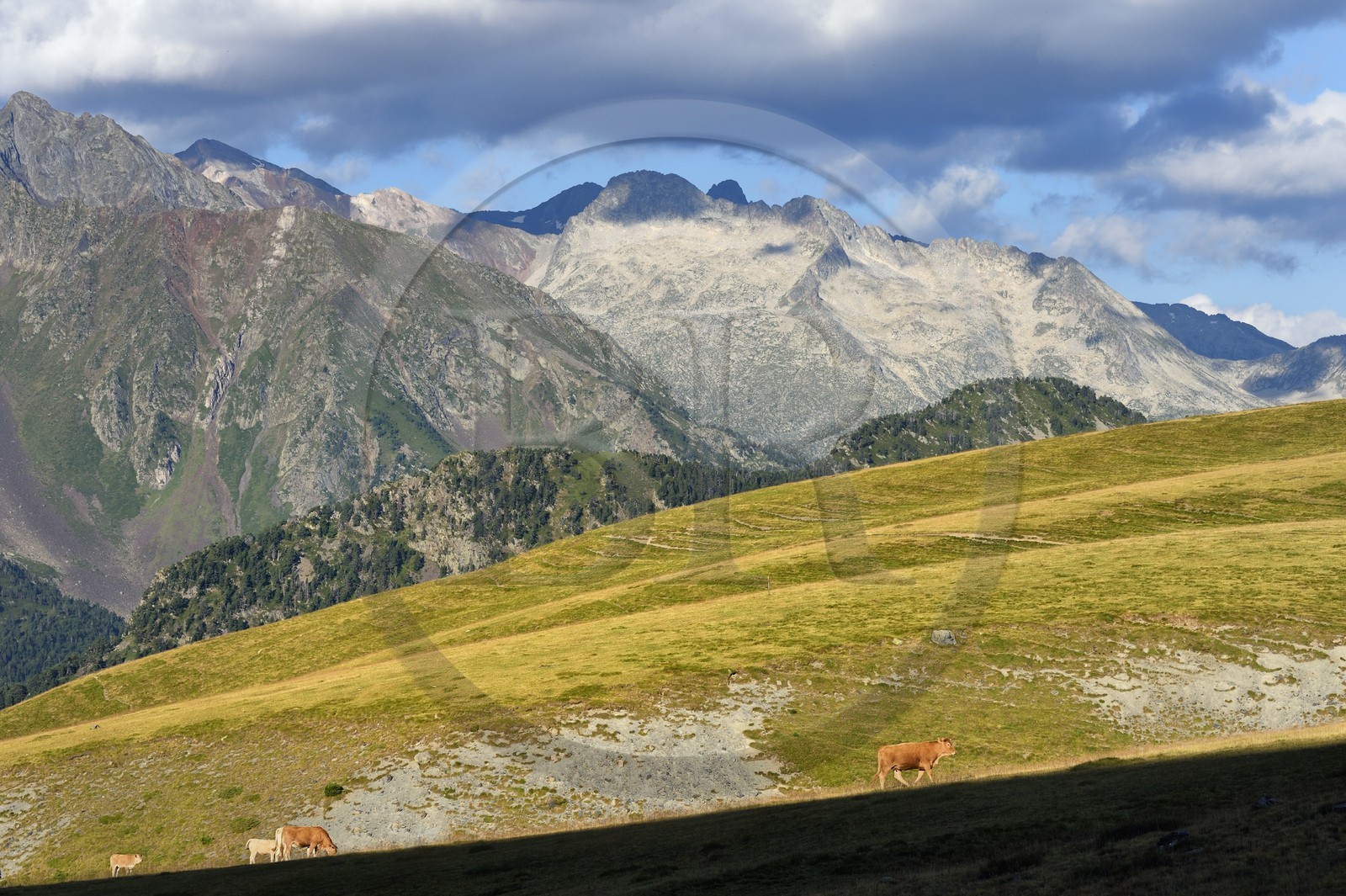 France, Hautes-Pyrénées (65), Saint-Lary-Soulan et Vielle-Aure, randonnée sur une variante du GR10 entre le col de Portet et les lacs de Bastan en bordure de la réserve naturelle de Néouvielle en arrière plan, troupeau de vaches en estive