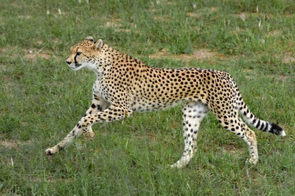Namibie, Otjiwarongo, Cheetah Conservation Fund, centre de recherche et d'éducation, guépard (Acinonyx jubatus)