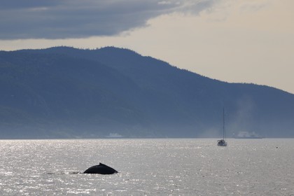 Canada, Quebec Province, Manicouagan, Tadoussac, humpback whale in the Gulf of Saint Lawrence