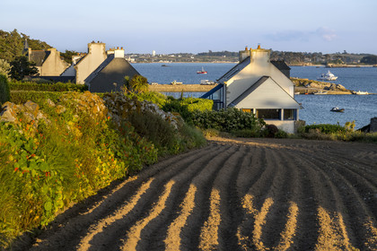 France, Finistère (29), Iles du Ponant, Ile de Batz, champ en bordure de la grève de  Porz-Kernok et l'embarcadère des vedettes en arrière plan