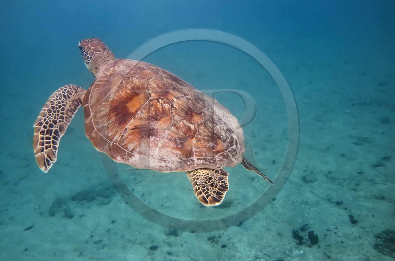 France, Mayotte island (French overseas department), Grande-Terre, Kani-Keli, N’Gouja beach, green sea turtle (Chelonia mydas)