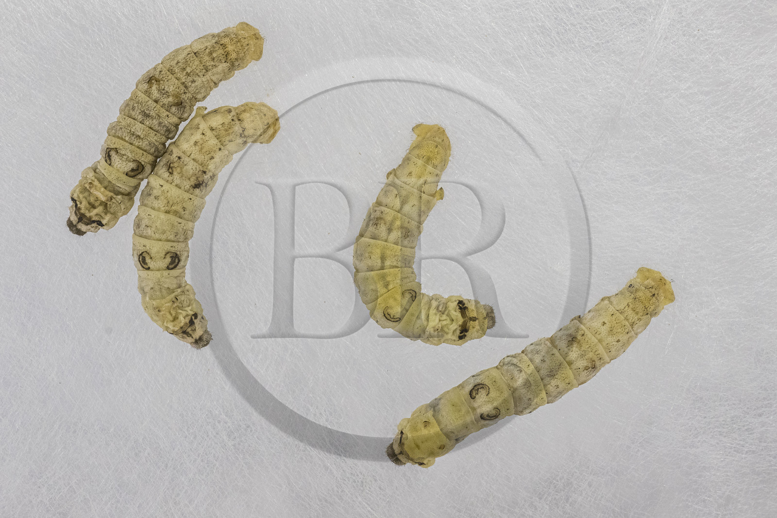 France, Gard (30), Monoblet, l'Atelier Sericyne relance la sériciculture française, élevage de vers à soie et production de soie d'exception et intissée pour la réalisation d'objets de décoration