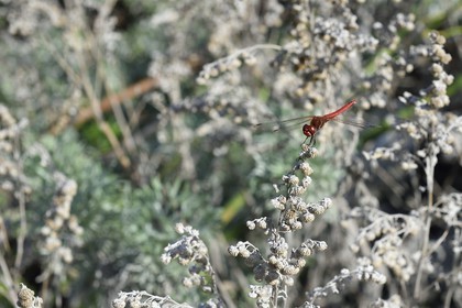 France, Corse du Sud, Bonifacio, dragonfly called ruddy darter (Sympetrum sanguineum), the male is red