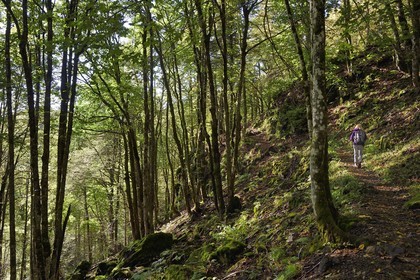France, Haut Rhin, Ballons des Vosges Regional Natural Park, Rimbach pres Masevaux, hiker walking on the GR5 hiking trail over the Lac des Perches