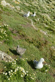 France, Côtes-d'Armor (22), Perros-Guirec, archipel et réserve ornithologique de Sept-Iles, Ile aux Moines, zone de nidification avec goélands jeunes et adultes