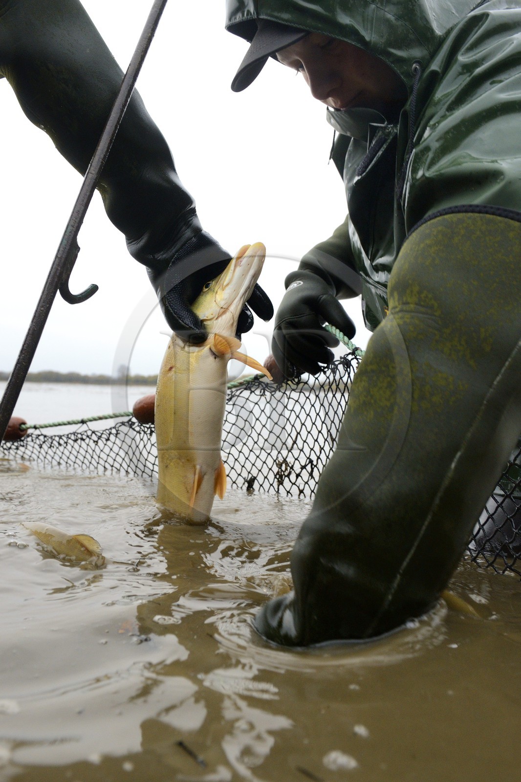 France, Indre (36), le Berry, parc naturel régional de la Brenne, étangs Foucault, vidange d'un étang de peche et récolte des poissons à la main dans un filet, brochet (Esox lucius)
