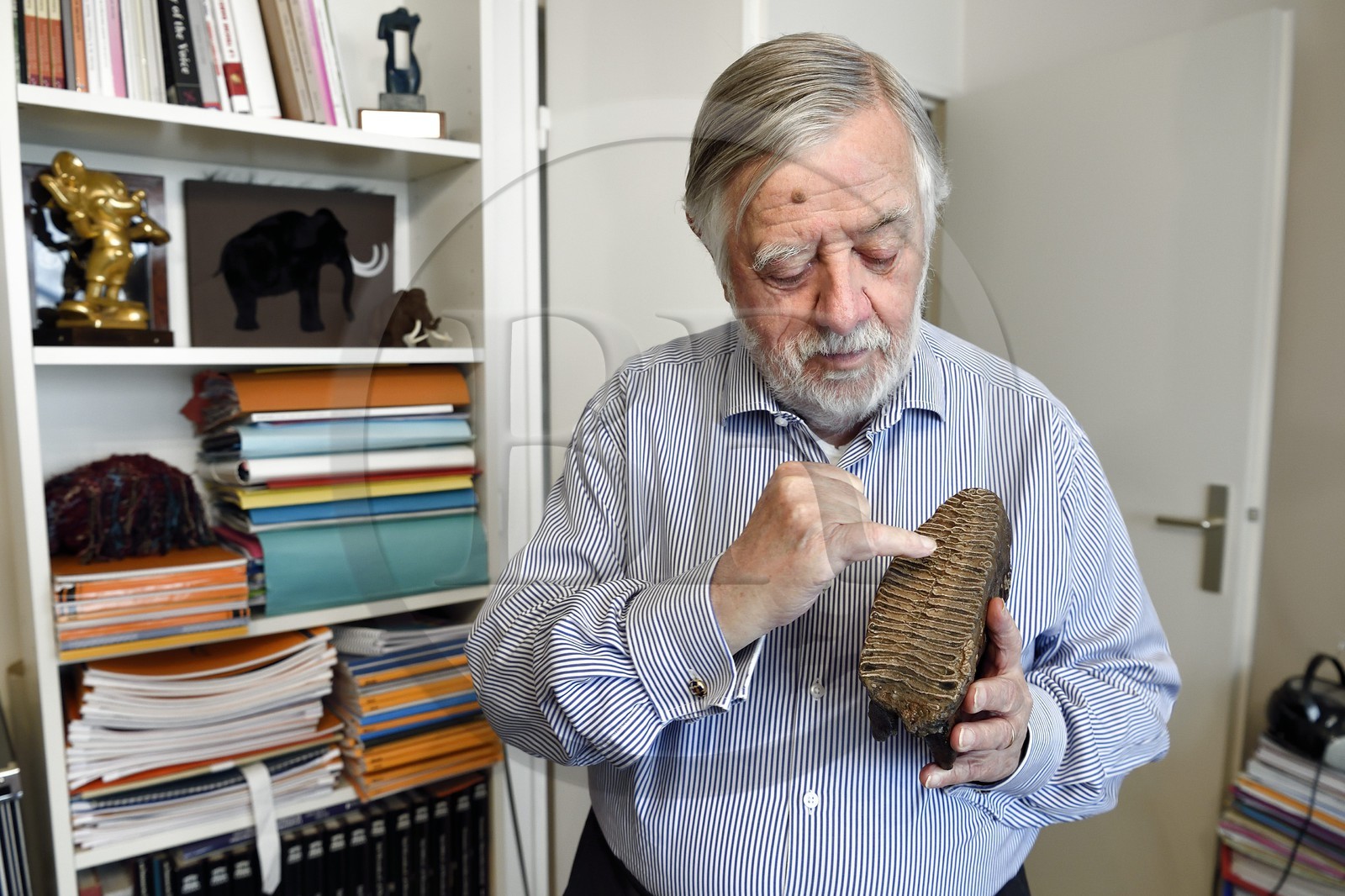 France, Paris (75), le paléontologue et paléoanthropologue Yves Coppens, professeur émérite au Collège de France, au bureau de son domicile parisien, il présente une dent de mammouth qu'il a trouvé en Sibérie au niveau du 72ème parralèle lors d'une de ses expéditions