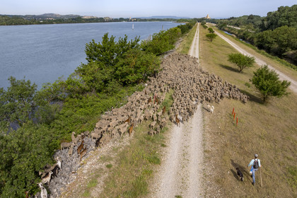 France, Vaucluse (84), Châteauneuf-du-Pape, le troupeau de brebis Merinos d'Arles (et quelques chèvres) menée par la bergère Natacha Fasujevic en éco-pâturage sur les bords du Rhone, le chateau de L'Hers (Xe siècle) en arrière plan (vue aérienne)