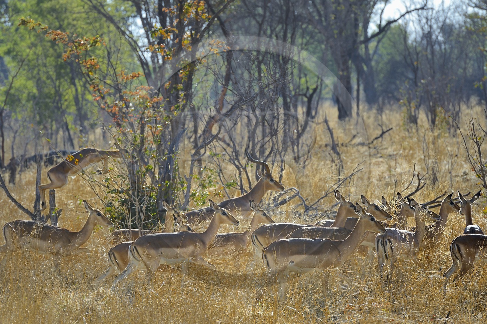 Zimbabwe, province de Matabeleland septentrional, parc national Hwange, impalas (Aepyceros melampus)