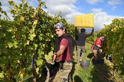 France, Haut-Rhin (68), Route des vins d'Alsace, Ribeauvillé, vendanges sur une parcelle du Domaine viticole Marcel Deiss