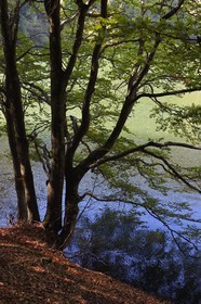 France, Haut-Rhin (68), Parc naturel régional des ballons des Vosges, Rimbach-près-Masevaux, le Lac des Perches