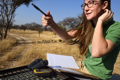 Zimbabwe, Midlands Province, Gweru, Antelope Park home to ALERT (African Lion and Environmental Research Trust), Yvonne Gordon is in charge of the observation of the behavior of lions to be released in a pride in a national park, here in zone 2 adult females end their cub with the male that have born the lions to be released