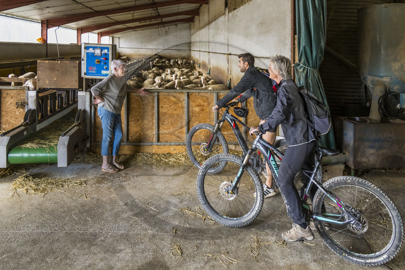 France, Aveyron (12), parc naturel régional des Grands-Causses, Versols-et-Lapeyre, ferme d'Hermilix, cyclistes effectuant l'itinéraire cyclo touristique Brebis'Cyclette en Pays de Roquefort, l'éleveuse Alice Ricard avec ses brebis Lacaune dont le lait sert pour l'élaboration du roquefort AOP