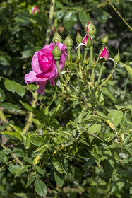 France, Alpes-Maritimes (06), Mouans-Sartoux, Jardins du Musée International de la Parfumerie​ (MIP), rose