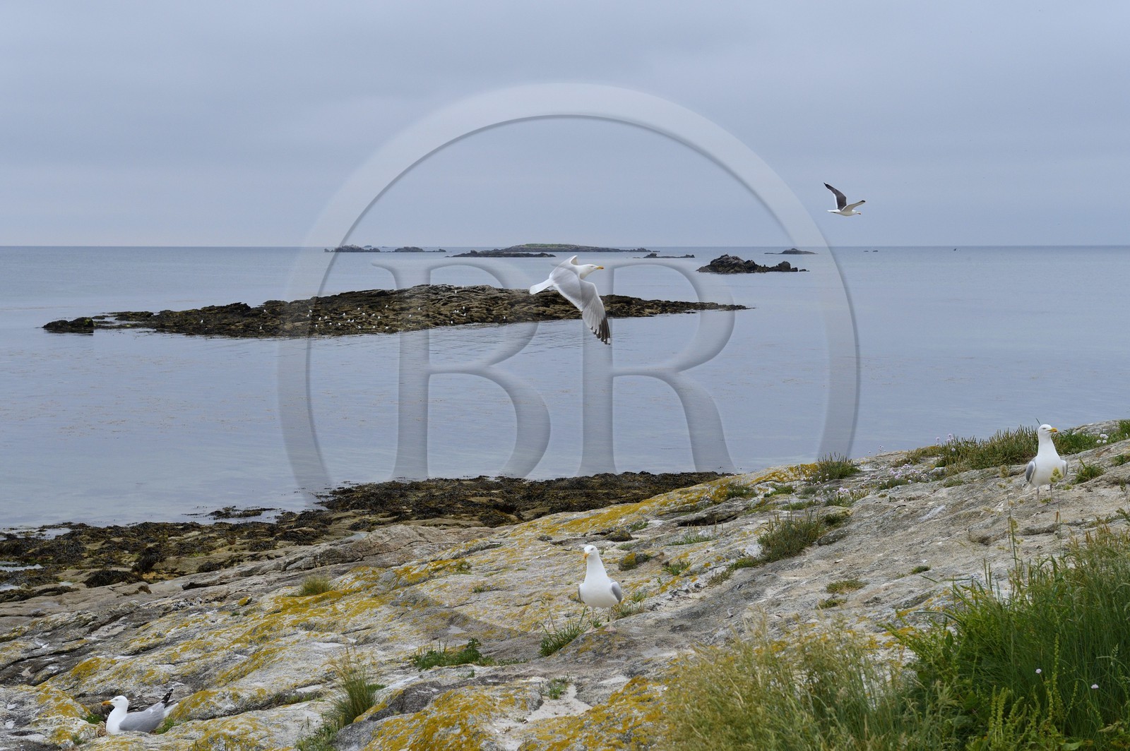 France, Finistère (29), La Foret Fouesnant, archipel des Glénan, Ile Cigogne