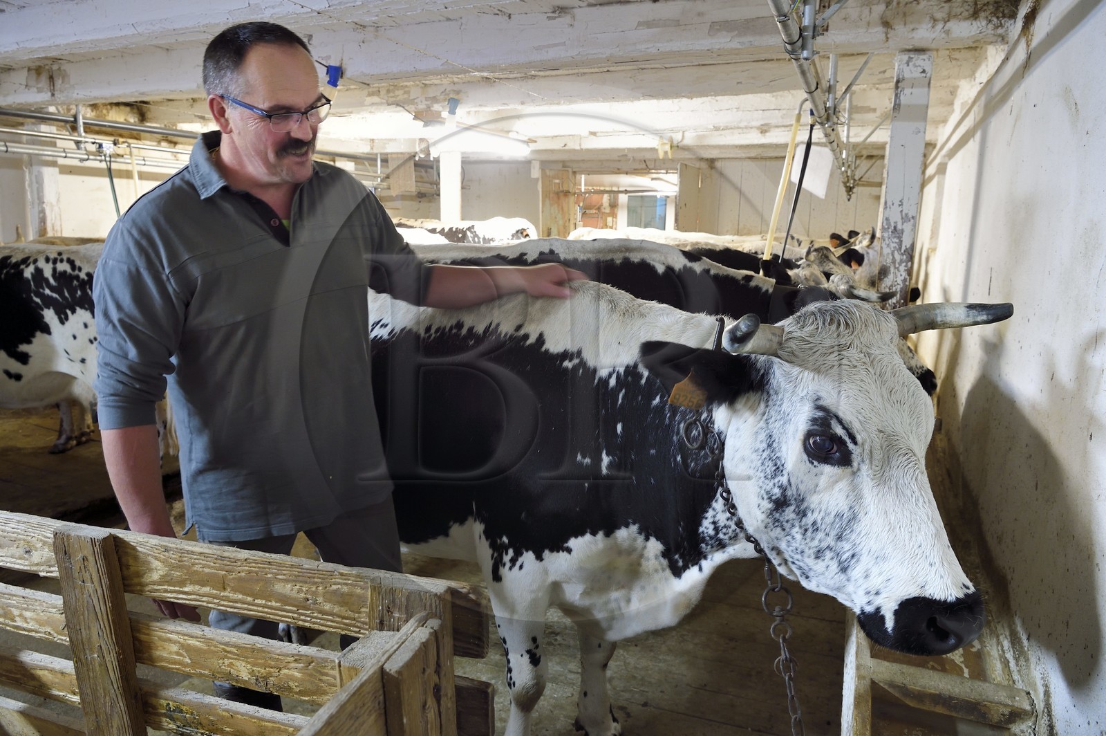 France, Haut Rhin, Kruth, ferme auberge marcaire du Schafert (farmhouse inn Schafert), the milking of Vosges cows