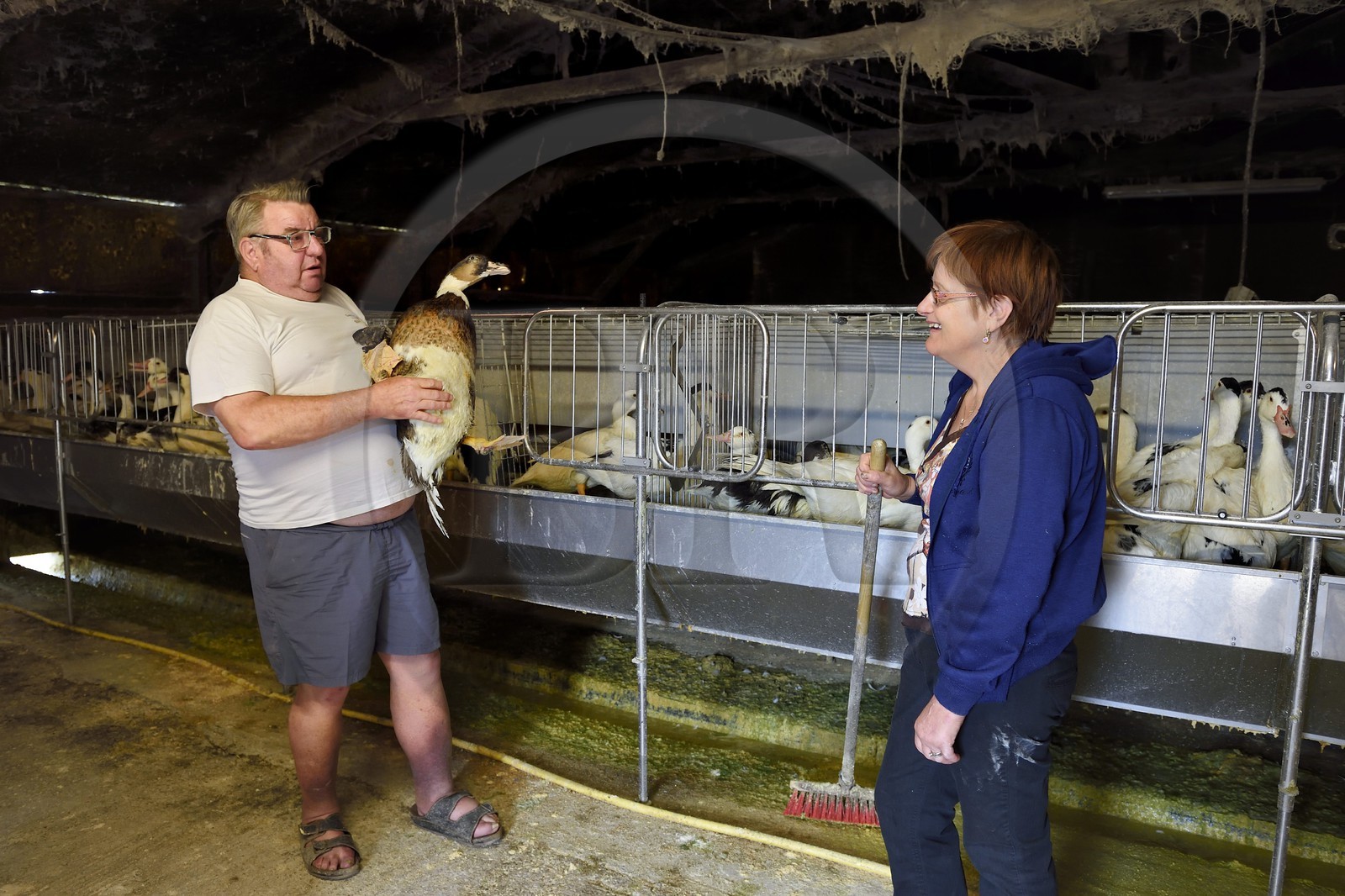 France, Dordogne, Périgord Noir, Saint-Rabier, Monique and Bernard Gaillard owners of Ferme-Auberge du Grand Coderc and their mulard ducks