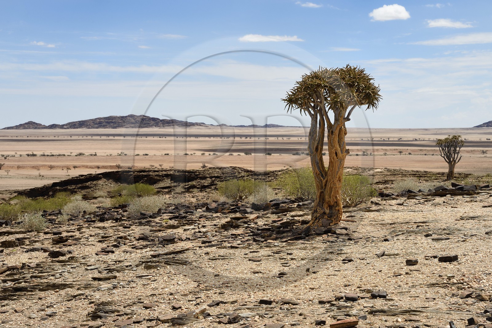 Namibie, région de Erongo, parc national Namib Naukluft, désert du Namib, Aloe dichotoma, arbre à carquois ou Kokerboom