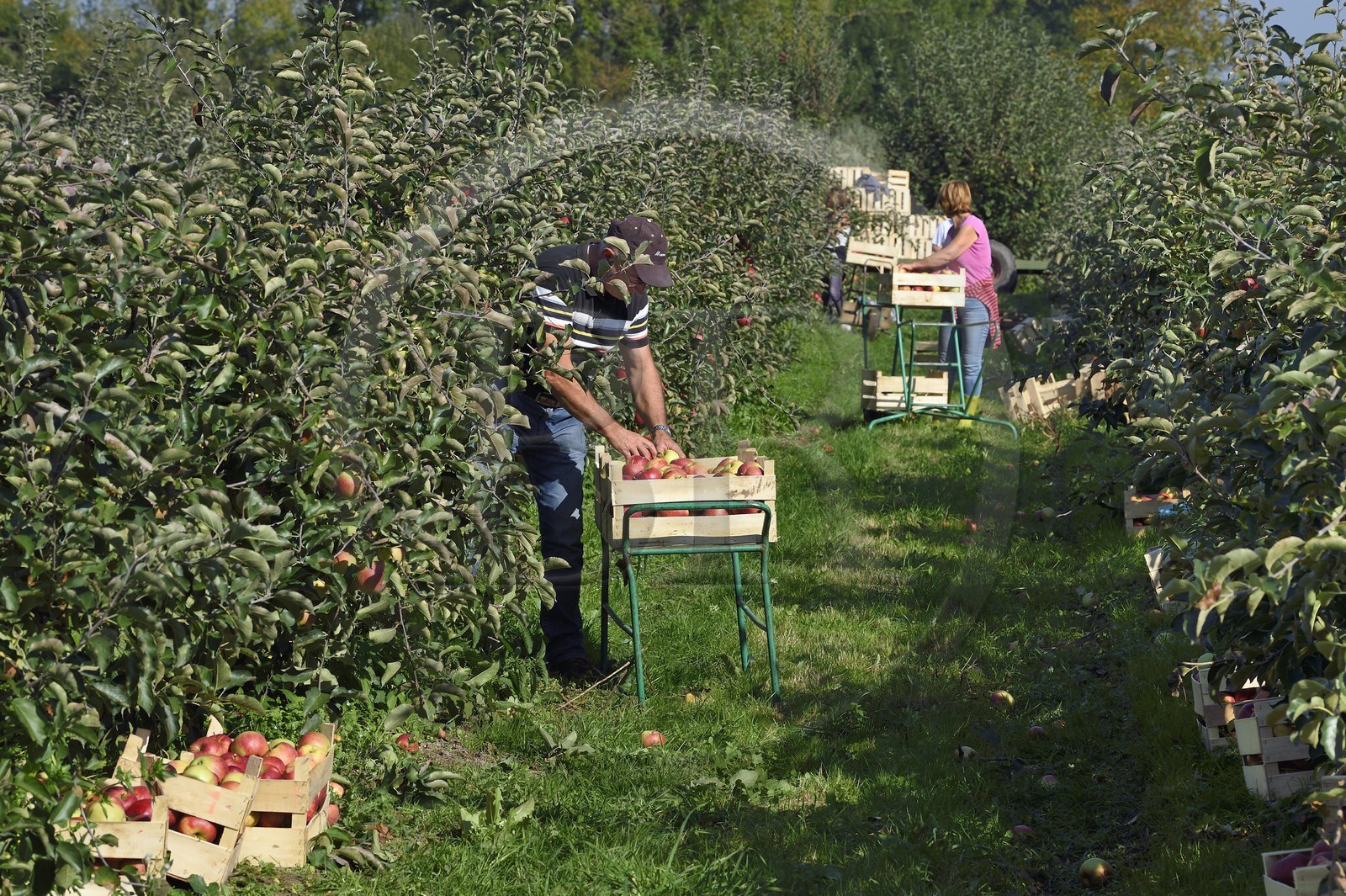 France, Seine-Maritime (76), Pays de Caux, Parc naturel régional des Boucles de la Seine normande, Jumièges, pommiers de la Route des fruits dans les vergers en bordure de Seine, récolte des pommes au lieu dit Le Conihaut