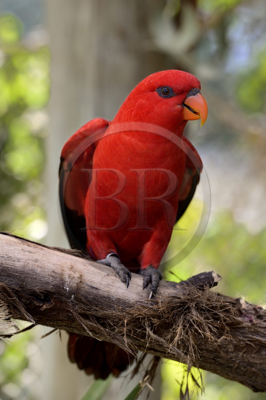 Portugal, Lisbonne, Jardin zoologique, Lori écarlate (Eos bornea) dans la volière