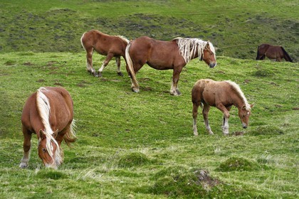 France, Pyrenees Atlantiques, Basque Country, Camino de Santiago (the Way of St. James) on the GR 65 between Saint Jean Pied de Port and Roncesvalles, pottok ponies living mainly in the Pyrenees in the west of the Basque Country