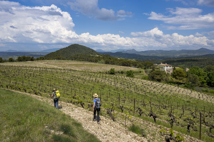 France, Vaucluse (84), Dentelles de Montmirail, Séguret, les vignobles du Domaine viticole de Mourchon