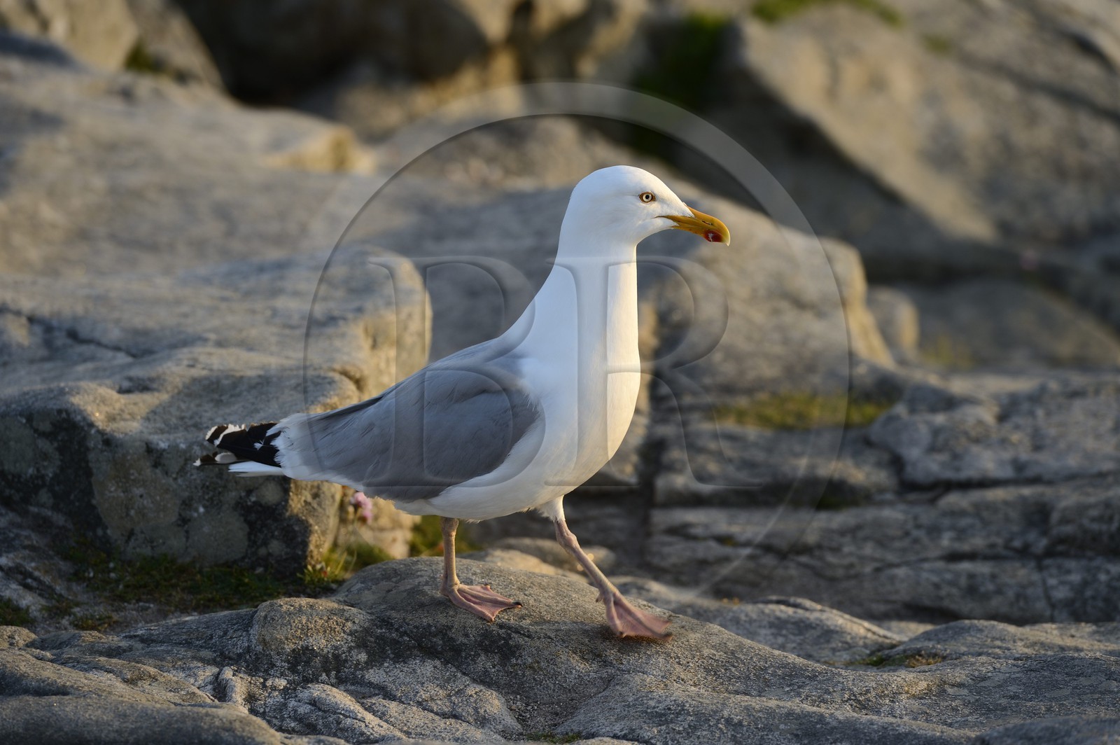 France, Finistère (29), Mer d'Iroise, Plogoff, la Pointe du Raz, goéland