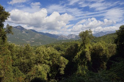 France, Corse-du-Sud (2A), Vallée du Prunelli, la foret de Eccica-Suarella
