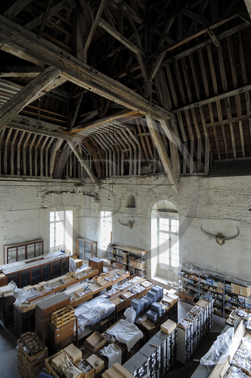 France, Loir-et-Cher (41), vallée de la Loire classée au Patrimoine Mondial de l'UNESCO, château de Blois, réserves du Muséum d'histoire naturelle sous les combles de l'aile Gaston d'Orléans