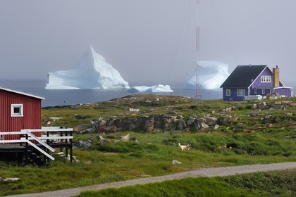 Groenland, cote ouest, Ile de Disko, maisons du village de Qeqertarsuaq et icebergs en arrière plan