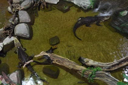 France, Paris (75), aquarium de la Porte Dorée, fosse aux crocodiles