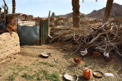 Iran, Isfahan province, Dasht-e Kavir desert, the oasis of Arousan in Khur and Biabanak County, small chickens farm