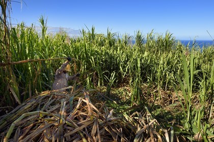 France, Ile de la Reunion, Petite-Ile,