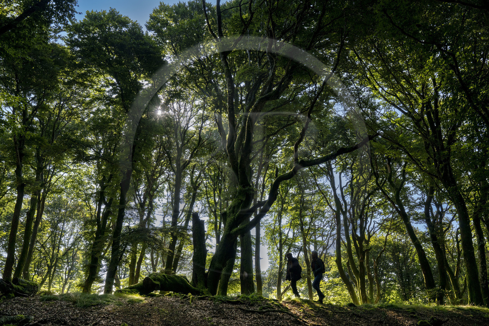 France, Saône-et-Loire (71), parc naturel régional du Morvan, Saint-Léger-sous-Beuvray, oppidum de Bibracte, capitale du peuple celte des Éduens, site archéologique sur le mont Beuvray, randonneurs dans la forêt de hêtre au sommet du mont